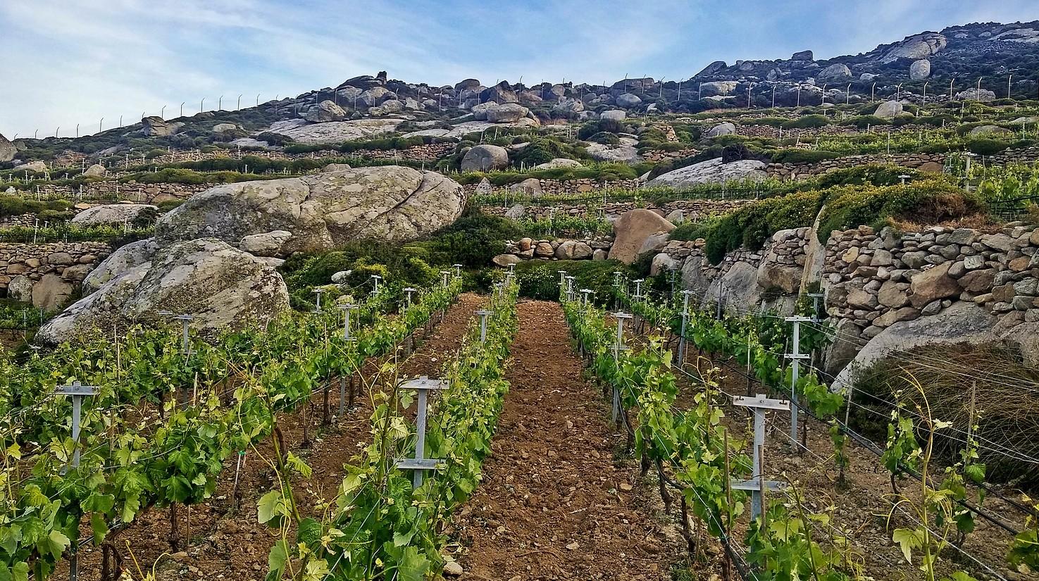 Volacus Wine