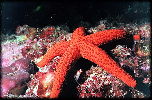 BLUE DIVERS