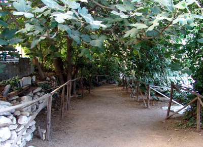 BUTTERFLIES PAROS